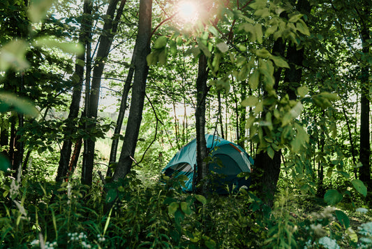 Tent in the trees